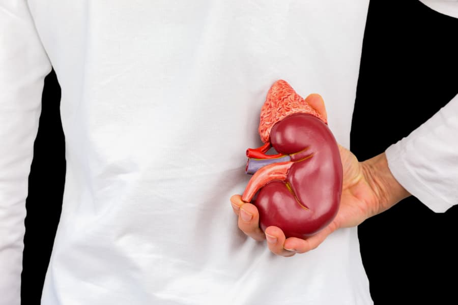 Person holding model of kidney where it’s located in the body