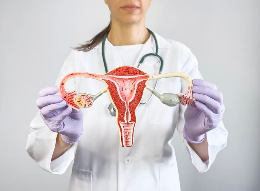 Gynecologist holding model of the female reproductive system