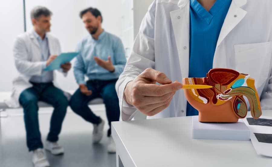 Model of male reproductive system in the foreground with doctor and patient in the background