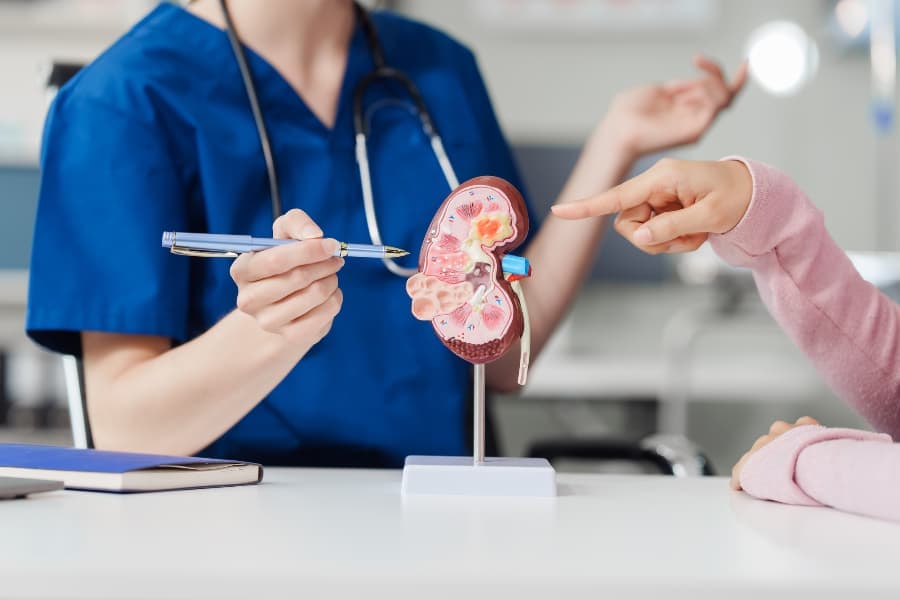Physician explaining model of kidney to patient